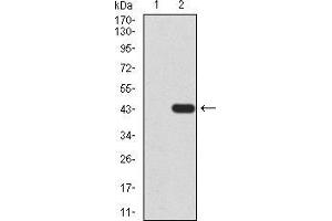 Western blot analysis using TARDBP mAb against HEK293 (1) and TARDBP (AA: 126-260)-hIgGFc transfected HEK293 (2) cell lysate.