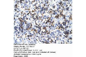 Human Liver (RUVBL2 Antikörper  (N-Term))