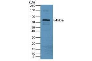Detection of LOXL3 in Mouse Serum Tissue using Polyclonal Antibody to Lysyl Oxidase Like Protein 3 (LOXL3) (LOXL3 Antikörper  (AA 509-712))