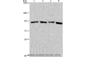 Western blot analysis of Hela and K562 cell, mouse brain tissue and 293T cell, using HSP90AA1 Polyclonal Antibody at dilution of 1:300 (HSP90AA2 Antikörper)