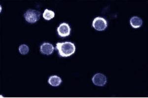 Immunofluorescent staining on HL60 cells. (SHP1 Antikörper  (AA 492-597))