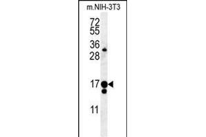 C14orf179 Antibody (Center) (ABIN651563 and ABIN2840304) western blot analysis in mouse NIH-3T3 cell line lysates (35 μg/lane). (IFT43 Antikörper  (AA 145-171))