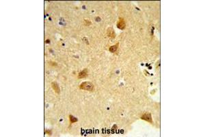 Formalin-fixed and paraffin-embedded human brain tissue reacted with DERL1 Antibody , which was peroxidase-conjugated to the secondary antibody, followed by DAB staining. (DERL1 Antikörper  (C-Term))