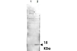 Western blot using His2Av (phospho S137) polyclonal antibody  shows detection of aband at ~ 15 KDa corresponding to Phospho-His2Av S137 (Lane 2 arrow-head).