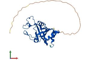 Protein Structure (PS) image for Thymocyte Nuclear Protein 1 (THYN1) (AA 1-226) protein (His tag) (ABIN7560105)