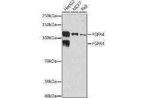Western blot analysis of extracts of various cell lines, using FGFR4 Rabbit mAb (ABIN7267193) at 1:1000 dilution. (FGFR4 Antikörper)
