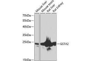 Western blot analysis of extracts of various cell lines, using GST antibody (ABIN6131964, ABIN6141463, ABIN6141464 and ABIN6223603) at 1:1000 dilution. (GSTa2 Antikörper  (AA 1-222))