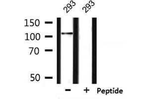 Western blot analysis of extracts from 293, using NRP1 Antibody. (Neuropilin 1 Antikörper)
