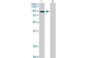 Western Blot analysis of ZNF43 expression in transfected 293T cell line by ZNF43 MaxPab polyclonal antibody. (ZNF43 Antikörper  (AA 1-803))