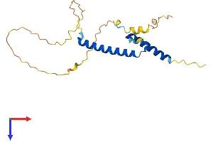 Mesogenin 1 Protein (MSGN1) (AA 1-188) (His tag)
