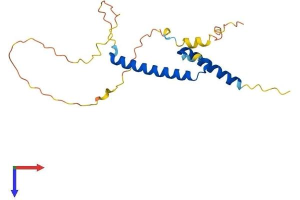 Mesogenin 1 Protein (MSGN1) (AA 1-188) (His tag)