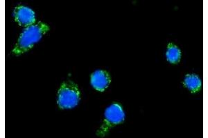 IF analysis of DLAT using anti-DLAT antibody . (DLAT Antikörper  (AA 69-642))