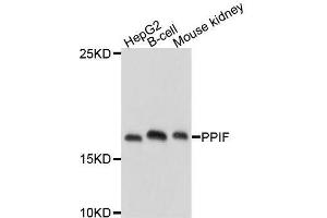 Western blot analysis of extracts of various cell lines, using PPIF antibody. (PPIF Antikörper  (AA 30-207))
