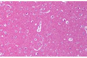 Anti-NRG1 antibody IHC staining of human brain, cortex.