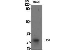 Western Blot (WB) analysis of specific cells using 9G8 Polyclonal Antibody. (SFRS7 Antikörper  (Internal Region))