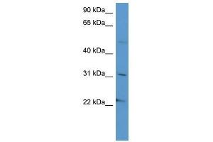 SCG3 antibody used at 0. (SCG3 Antikörper  (C-Term))