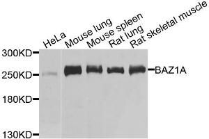 Western blot analysis of extracts of various cell lines, using BAZ1A antibody. (BAZ1A Antikörper)