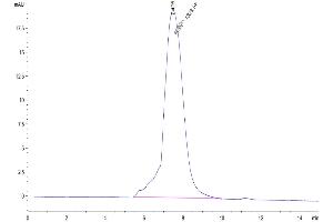 The purity of Mouse CLEC-1 is greater than 95 % as determined by SEC-HPLC. (CLEC1A Protein (AA 73-269) (Fc Tag))