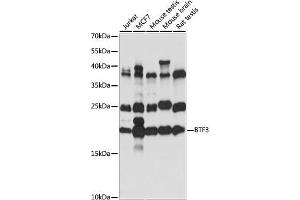 Western blot analysis of extracts of various cell lines, using BTF3 antibody (ABIN7265836) at 1:1000 dilution. (BTF3 Antikörper  (AA 50-150))
