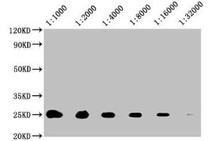 Western Blot Positive WB detected in: 20 μg A549 whole cell lysate All lanes: CD9 antibody at 1:1000, 1:2000, 1:4000, 1:8000, 1:16000, 1:32000 Secondary Goat polyclonal to mouse IgG at 1/50000 dilution Predicted band size: 25 KDa Observed band size: 25 KDa Exposure time: 5 min (CD9 Antikörper  (AA 112-195))