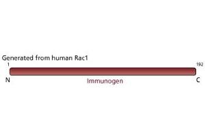 Image no. 3 for anti-RAC1 antibody (ABIN968089) (RAC1 Antikörper)