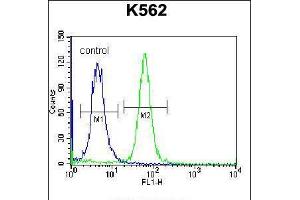 Flow cytometric analysis of K562 cells (right histogram) compared to a negative control cell (left histogram). (PSORS1C1 Antikörper  (N-Term))