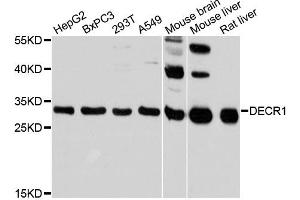 Western blot analysis of extracts of various cell lines, using DECR1 antibody (ABIN6292767) at 1:3000 dilution. (DECR1 Antikörper)