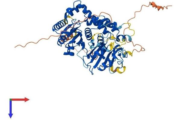CDADC1 Protein (AA 1-523) (His tag)
