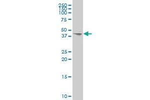 GJA7 polyclonal antibody (A01), Lot # 060608JCS1 Western Blot analysis of GJA7 expression in 293 . (GJC1 Antikörper  (AA 297-396))