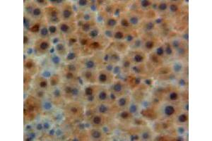 Used in DAB staining on fromalin fixed paraffin-embedded liver tissue (Apolipoprotein M Antikörper  (AA 20-190))