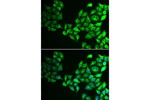 Immunofluorescence analysis of HeLa cell using CREB3 antibody. (CREB3 Antikörper)