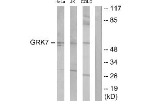 Western blot analysis of extracts from HeLa cells, Jurkat cells and COLO205 cells, using GRK7 antibody. (GRK7 Antikörper)