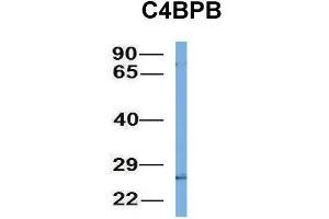 Host:  Rabbit  Target Name:  C4BPB  Sample Type:  721_B  Antibody Dilution:  1. (C4BPB Antikörper  (N-Term))