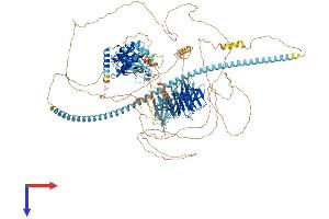 TNIK Protein (AA 1-1360) (His tag)