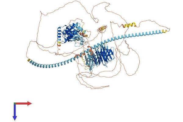 TNIK Protein (AA 1-1360) (His tag)