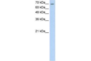 Western Blotting (WB) image for anti-Lipolysis Stimulated Lipoprotein Receptor (LSR) antibody (ABIN2460637) (LSR Antikörper)