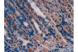 DAB staining on IHC-P; Samples: Mouse Stomach Tissue (GHRH Antikörper  (AA 20-97))