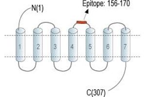 anti-G Protein-Coupled Receptor 35 (GPR35) (AA 156-170), (Extracellular), (Loop 2) antibody