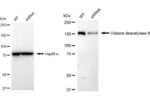 Western blotting analysis using Histone deacetylase 6 antibody (ABIN7798935).