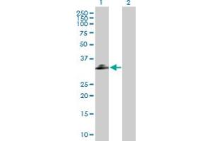 Western Blot analysis of C1QTNF2 expression in transfected 293T cell line by C1QTNF2 MaxPab polyclonal antibody. (C1QTNF2 Antikörper  (AA 1-285))