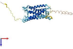 CX3CR1 Protein (AA 1-355) (His tag)