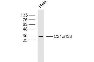 Human hela cells probed with C21orf33 Polyclonal Antibody, unconjugated  at 1:300 overnight at 4°C followed by a conjugated secondary antibody at 1:10000 for 90 minutes at 37°C. (C21orf33 Antikörper  (AA 101-200))