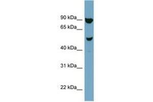 Image no. 1 for anti-Iroquois Homeobox Protein 2 (IRX2) (AA 107-156) antibody (ABIN6741969) (IRX2 Antikörper  (AA 107-156))