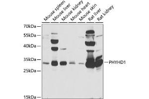 Western blot analysis of extracts of various cell lines, using PHYHD1 antibody (ABIN6133210, ABIN6145585, ABIN6145586 and ABIN6223037) at 1:1000 dilution. (PHYHD1 Antikörper  (AA 1-291))