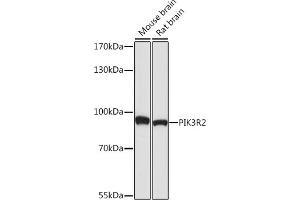 Western blot analysis of extracts of various cell lines, using PI3 Kinase p85 beta antibody (ABIN7269320) at 1:1000 dilution. (PIK3R2 Antikörper)