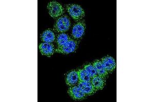 Immunofluorescence (IF) image for anti-Dipeptidyl-Peptidase 3 (DPP3) antibody (ABIN2996092)