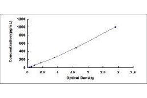 ELISA image for Growth Differentiation Factor 11 (GDF11) ELISA Kit (ABIN432527)