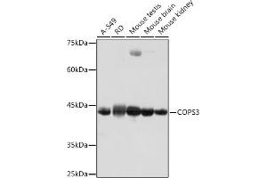 Western blot analysis of extracts of various cell lines, using COPS3 Rabbit mAb (ABIN7266498) at 1:1000 dilution. (COPS3 Antikörper)