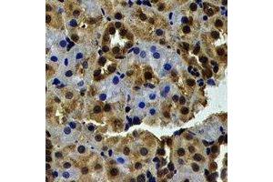 Immunohistochemical analysis of WBSCR22 staining in human kidney formalin fixed paraffin embedded tissue section.