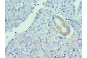 Immunohistochemistry of paraffin-embedded human pancreatic tissue using ABIN7175149 at dilution of 1:100 (Urotensin 2 Antikörper  (AA 35-124))